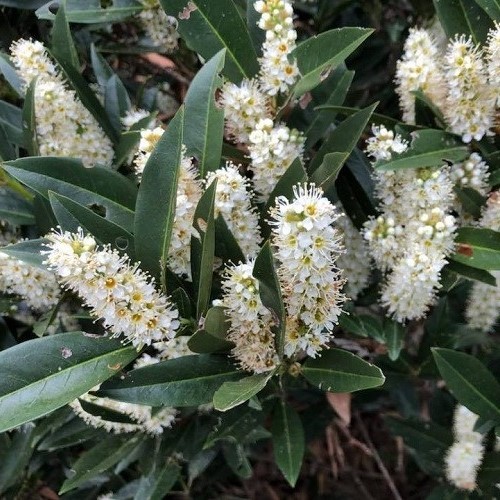 Prunus laurocerasus - Pot - Image 2