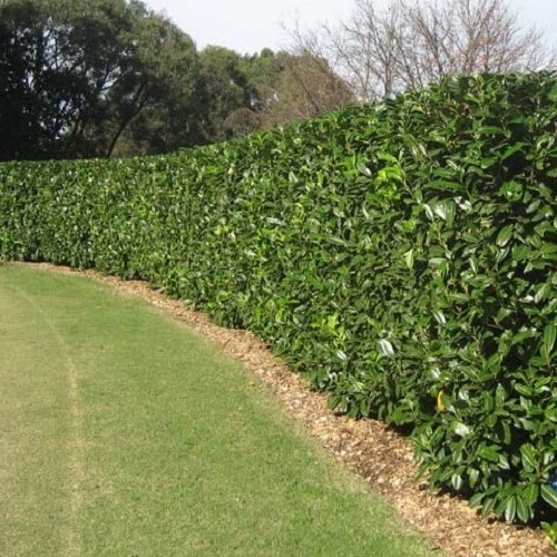 Prunus laurocerasus - Pot