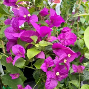 Bougainvillea Purple Patch