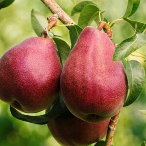 Pear dual Red Bartlett/Doyene du Comice