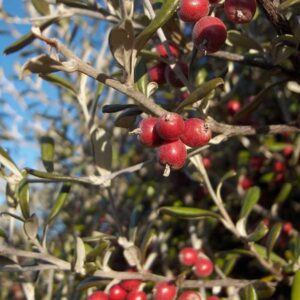 Corokia x Red Wonder