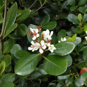 Rhaphiolepis umbellata, Yedda Hawthorn -2.5L (70/100)