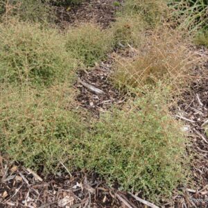 Coprosma rigida-Mingimingi