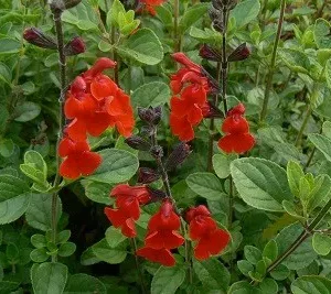 Salvia x Riverton Red