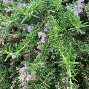 Rosmarinus Masons Finest