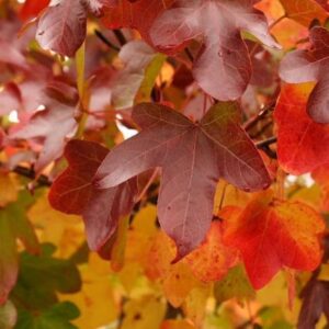 Liquidambar styraciflua Rotundiloba