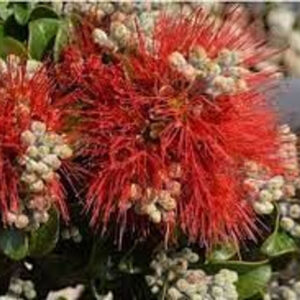 Metrosideros Royal Crimson