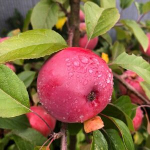 Apple Rubee Red
