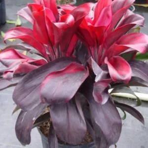 Cordyline terminalis Ruby