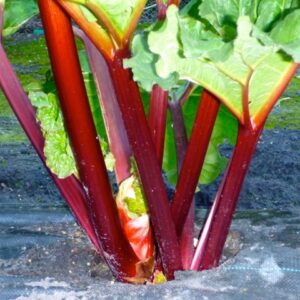 Rhubarb Heritage Ruby Red