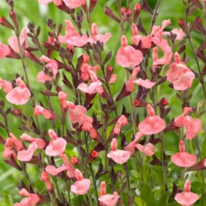 Salvia g. Salmon