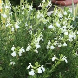 Salvia x jamensis White