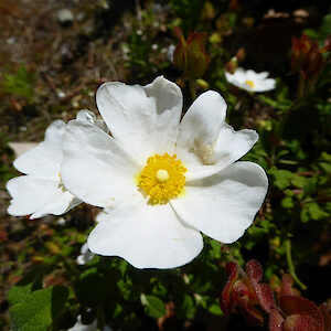 Cistus salvifolius