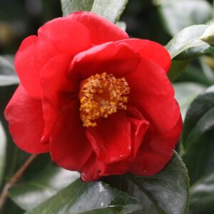 camellia japonica San Dimas