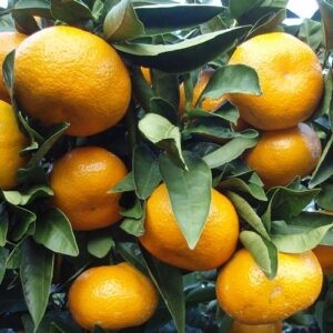 Mandarin Satsuma - PB40/12ltr