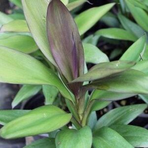 Cordyline stricta Showoff