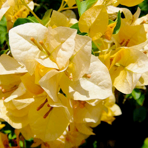 Bougainvillea Siggi