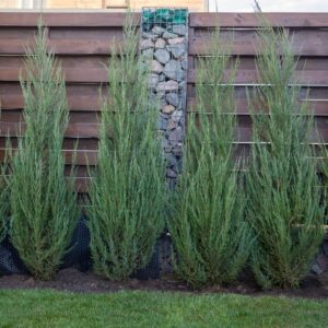 Juniperus scopulorum, Juniper Skyrocket