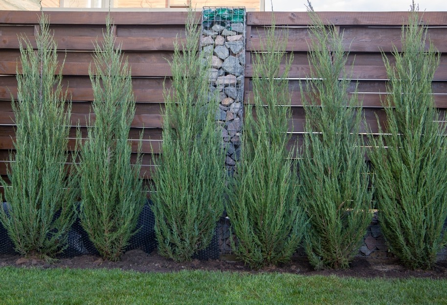 Juniperus scopulorum, Juniper Skyrocket