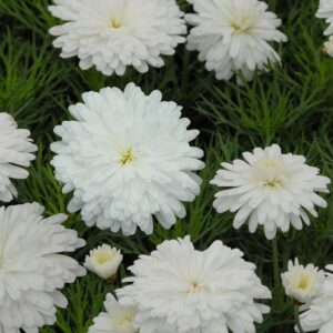 Argyranthemum Snow Crystals - 1.4Ltr