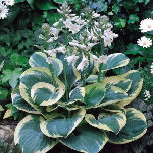 Hosta Snowcap
