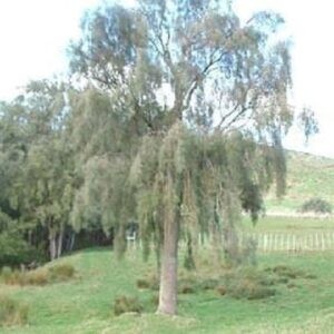 Sophora godleyii, Rangitikei Kowhai - Pot