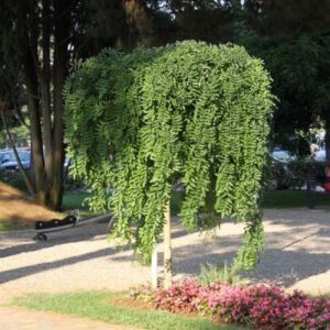 Sophora japonica Pendula