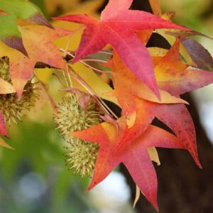 Liquidambar styraciflua, Sweetgum - Pb12/Pb28 Large Seconds Grade