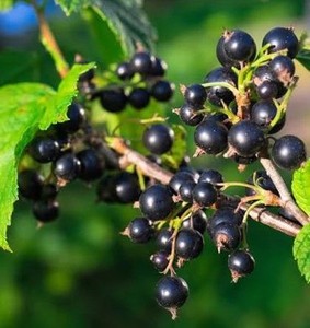 Blackcurrant Sugar Loaf