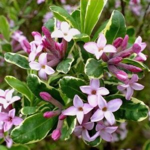 Daphne odora Sweet Amethyst