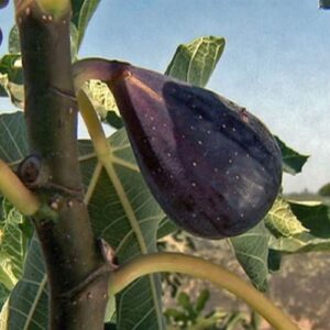 Fig Sweet Black