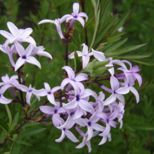 Syringa x laciniata