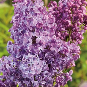 Syringa Ruhm von Horstenstein'