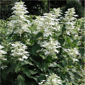 Hydrangea paniculata Tardiva
