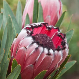 Protea Tasman Ruby