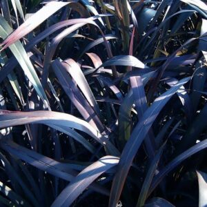 Phormium t. Taya