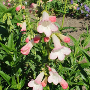 Penstemon Thorn