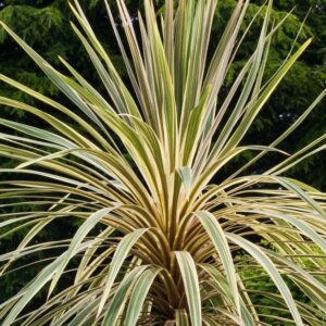 Cordyline australis Torbay Dazzler