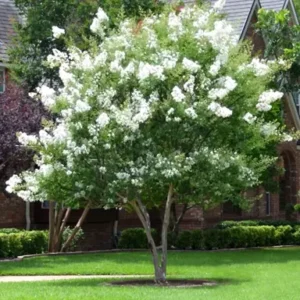 Lagerstroemia f. Townhouse 35Lt