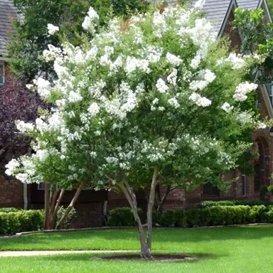 Lagerstroemia f. Townhouse 35Lt