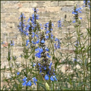 salvia ugilinosa