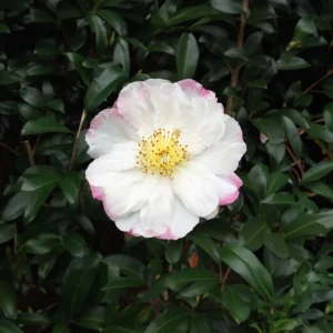 Camellia Paradise Vanessa 6L