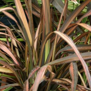 Phormium tenax Veneer