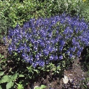 Veronica Oxford Blue - Pb3