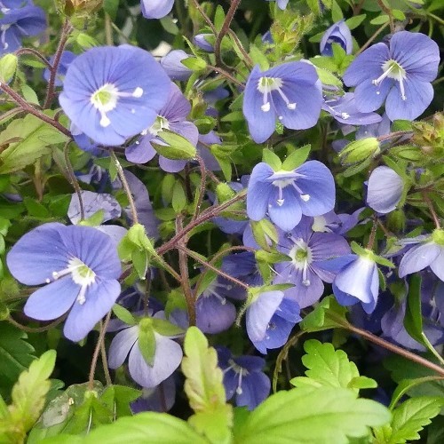 Veronica Oxford Blue - Pb3 - Image 2