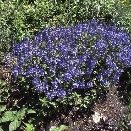 Veronica Oxford Blue - Pb3