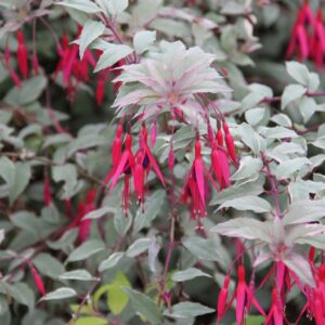 Fuchsia x Versicolour