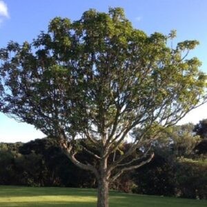 Vitex lucens, Puriri - 1Ltr