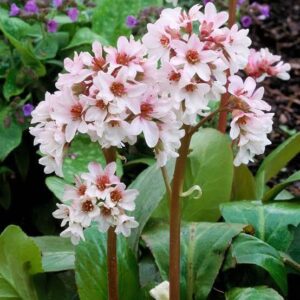 Bergenia Wanaka Snow