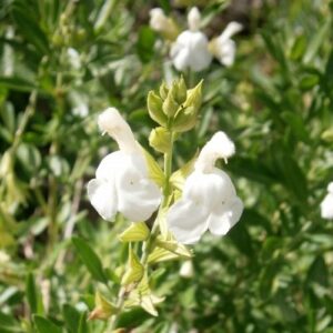 Salvia g. White